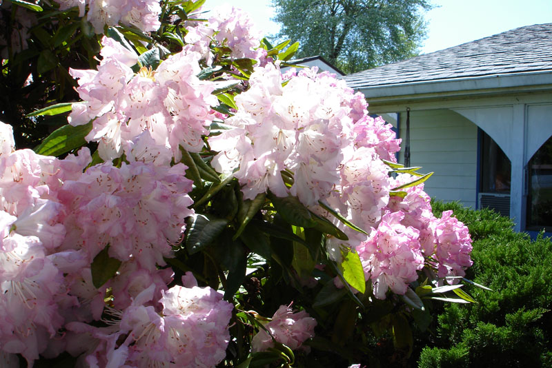Blooms in Elma