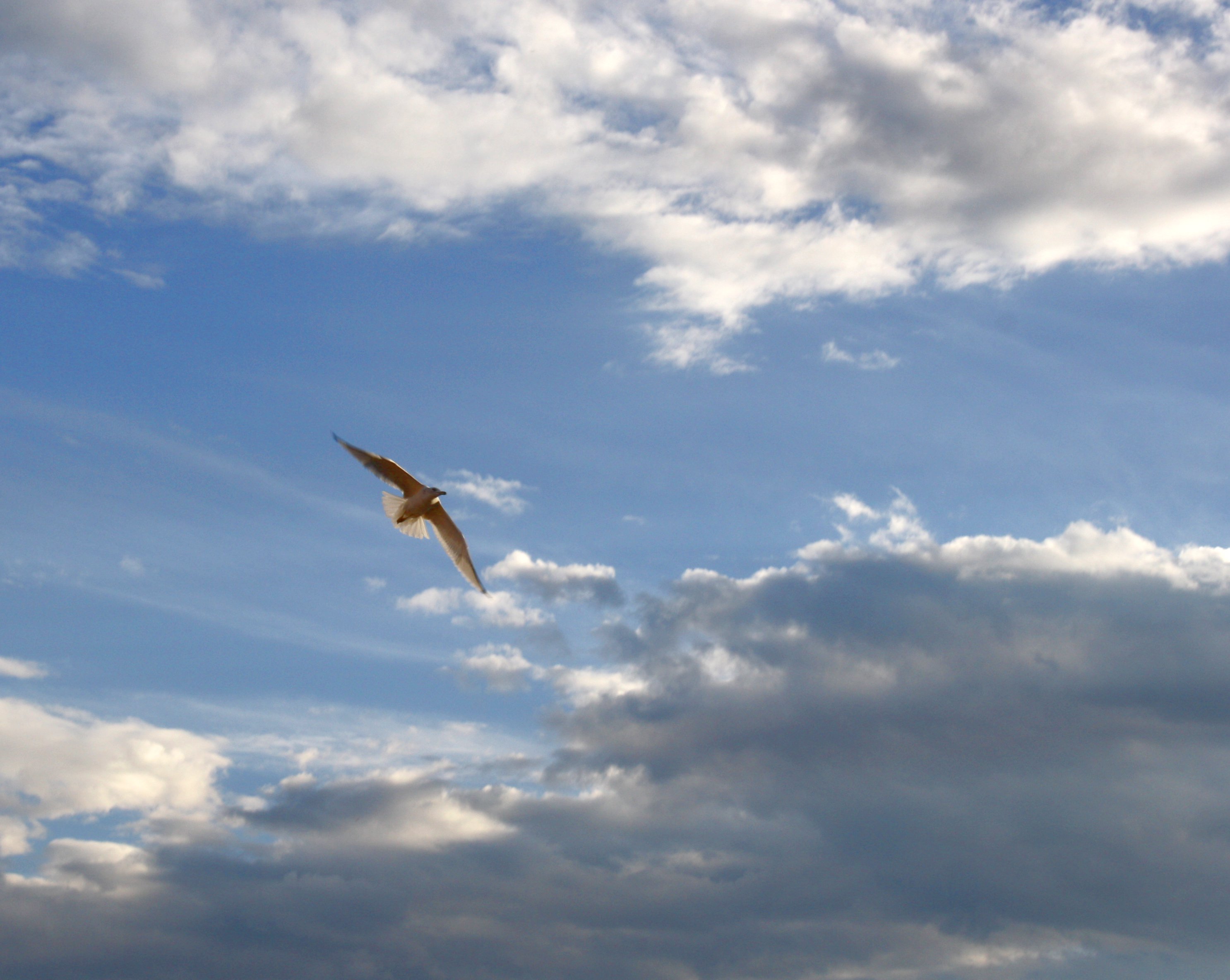 Bird in flight.jpg