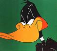 Daffy1.jpg