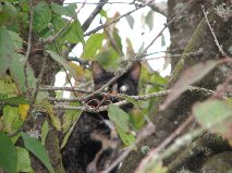 Recent siting of the wildcat species Suzoneous Catnip in the wild jungles of Elma..jpg